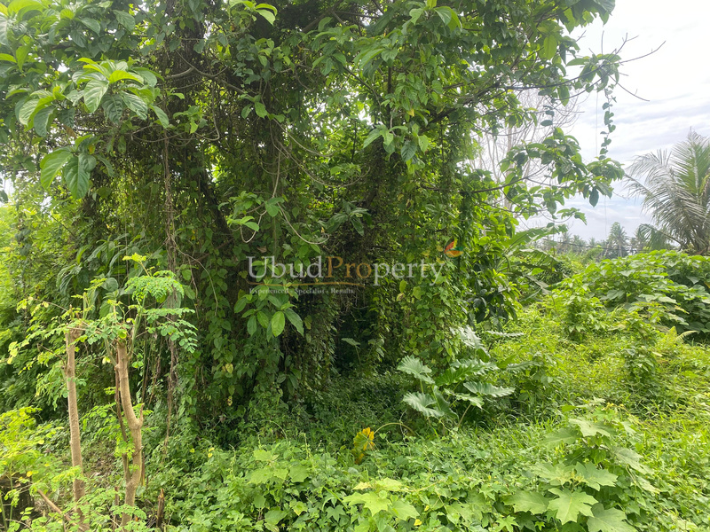 Ubud Property Land For Sale in Ubud Bali