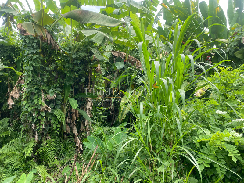 Ubud Property Land For Sale in Ubud Bali