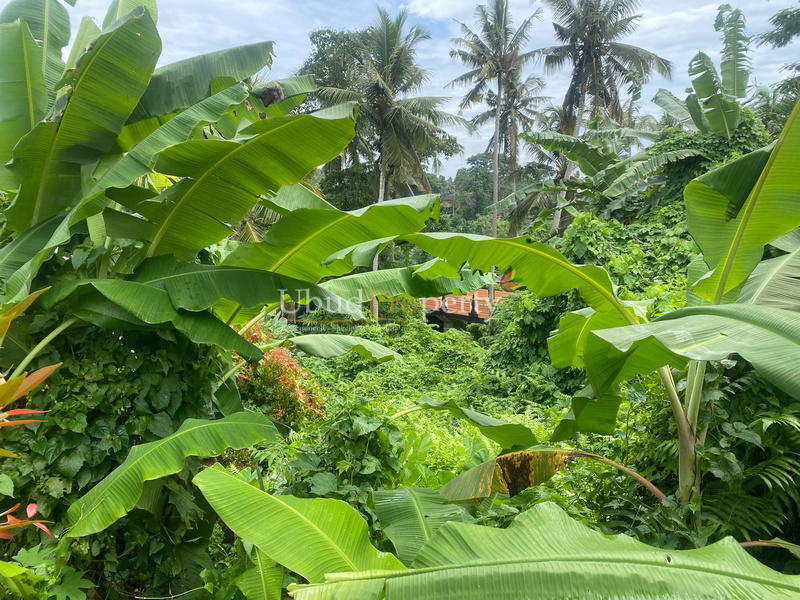 Ubud Property Land For Sale in Ubud Bali