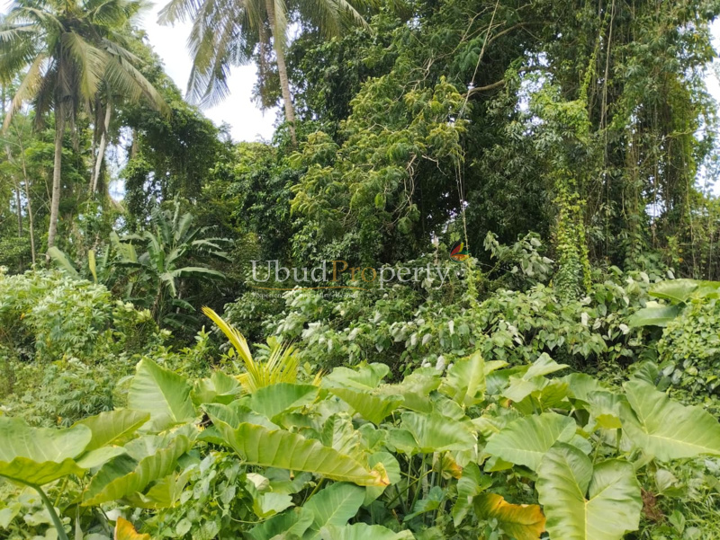 Ubud Property Land For Sale in Ubud Bali