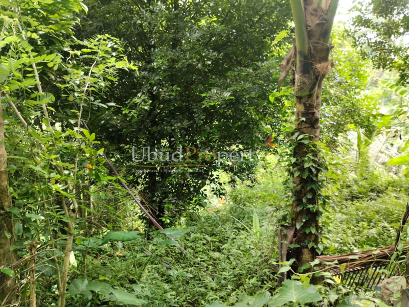Ubud Property Land For Sale in Ubud Bali