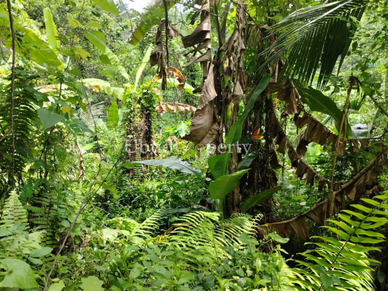 Ubud Property Land For Sale in Ubud Bali