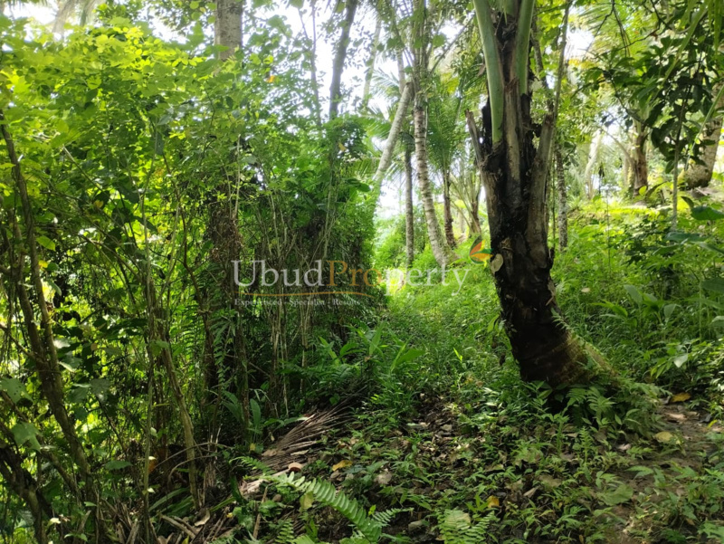 Ubud Property Land For Sale in Ubud Bali