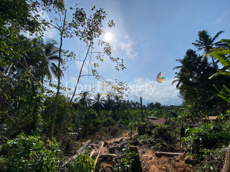 Ubud Property Land For Sale in Ubud Bali
