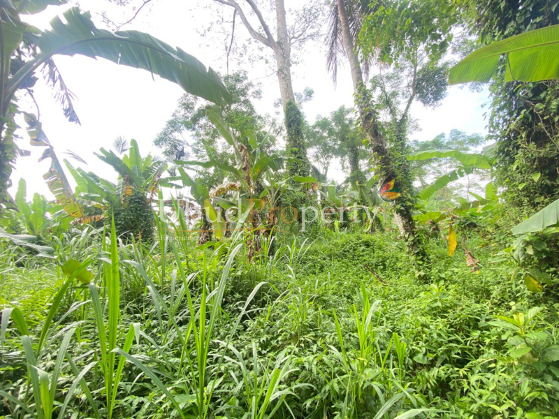 Ubud Property Land For Sale in Ubud Bali