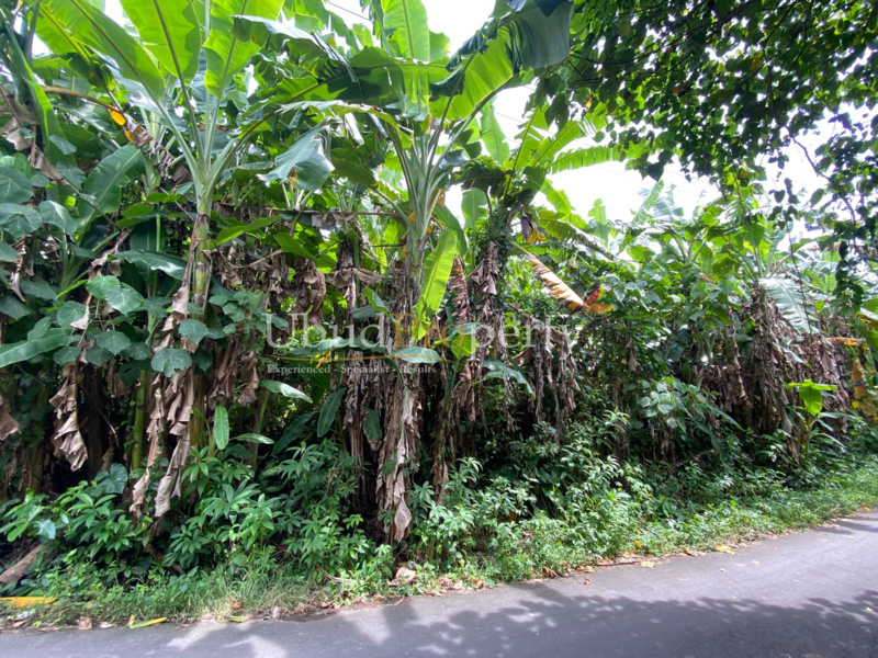 Ubud Property Land For Sale in Ubud Bali