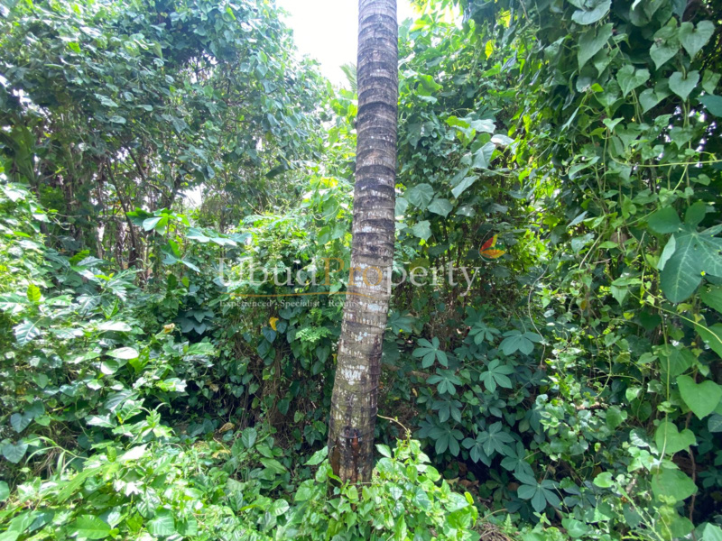 Ubud Property Land For Sale in Ubud Bali