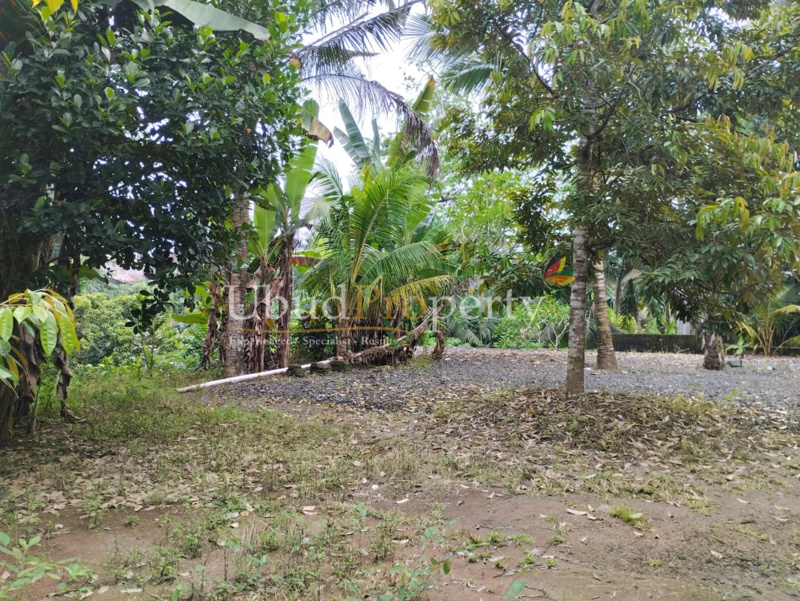 Ubud Property Land For Sale in Ubud Bali