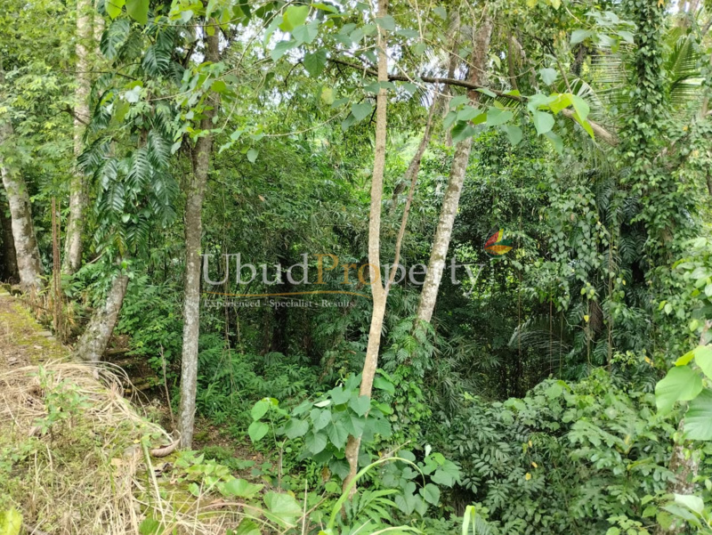 Ubud Property Land For Sale in Ubud Bali