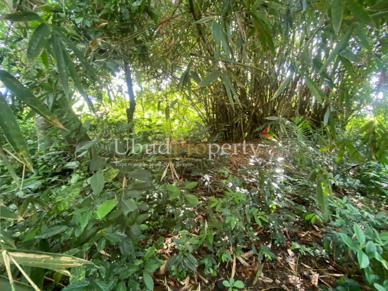 Ubud Property Land For Sale in Ubud Bali