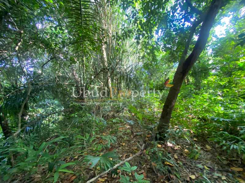 Ubud Property Land For Sale in Ubud Bali