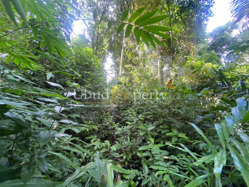 Ubud Property Land For Sale in Ubud Bali