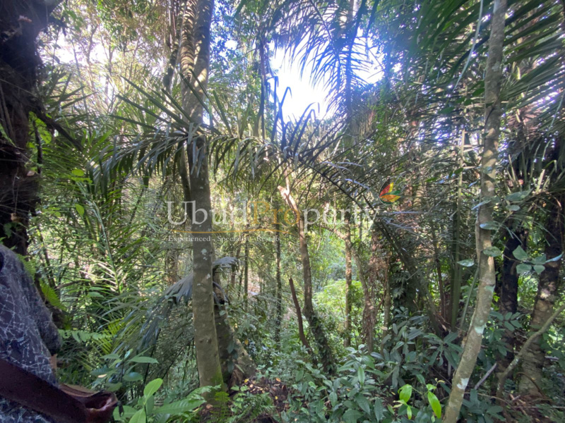Ubud Property Land For Sale in Ubud Bali