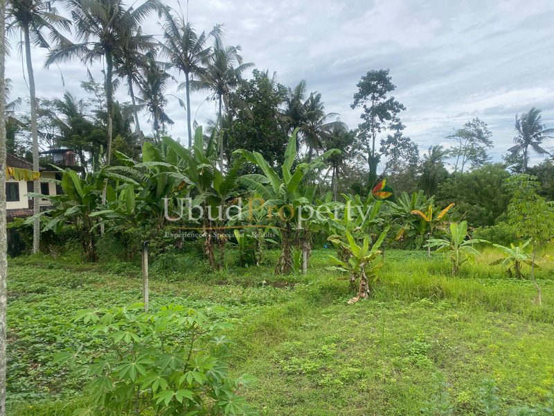 Ubud Property Land For Sale in Ubud Bali