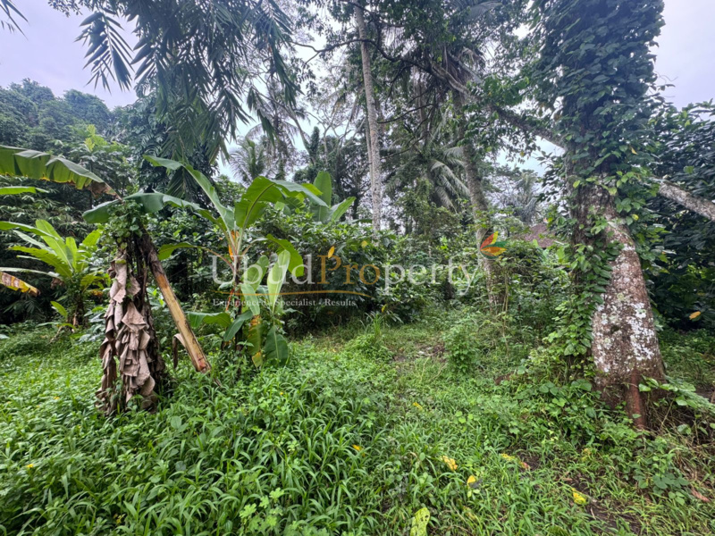 Ubud Property Land For Sale in Ubud Bali
