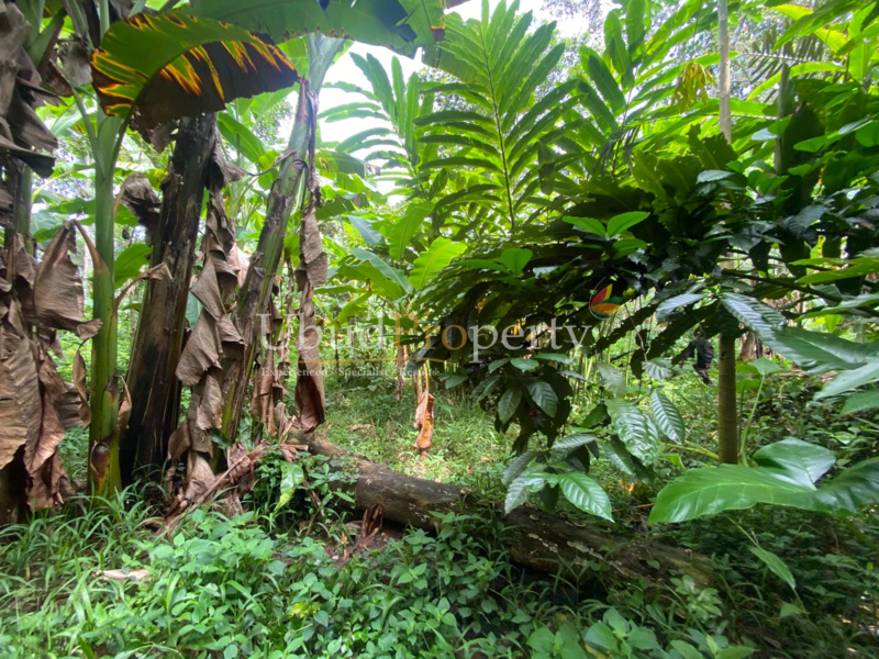 Ubud Property Land For Sale in Ubud Bali