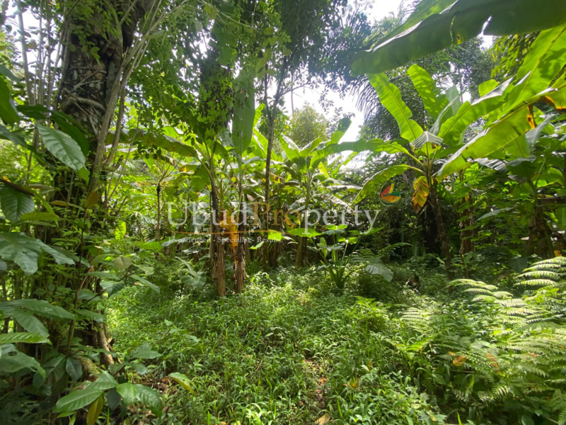 Ubud Property Land For Sale in Ubud Bali