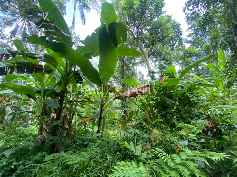 Ubud Property Land For Sale in Ubud Bali