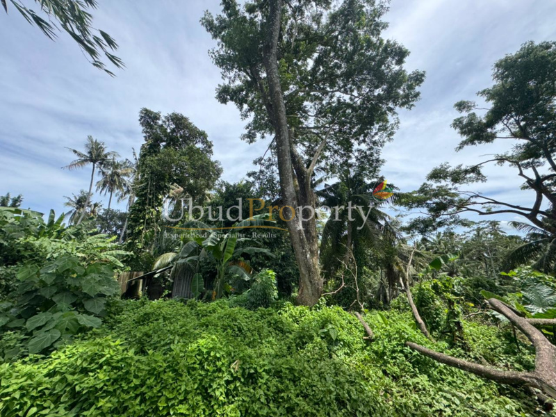 Ubud Property Land For Sale in Ubud Bali