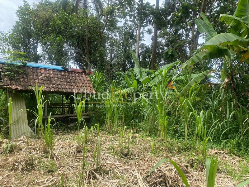 Ubud Property Land For Sale in Ubud Bali