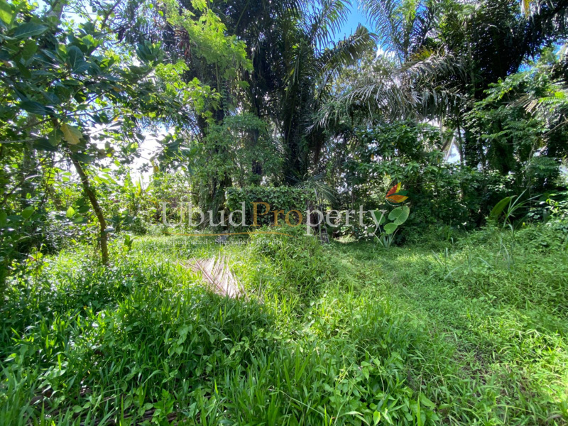 Ubud Property Land For Sale in Ubud Bali