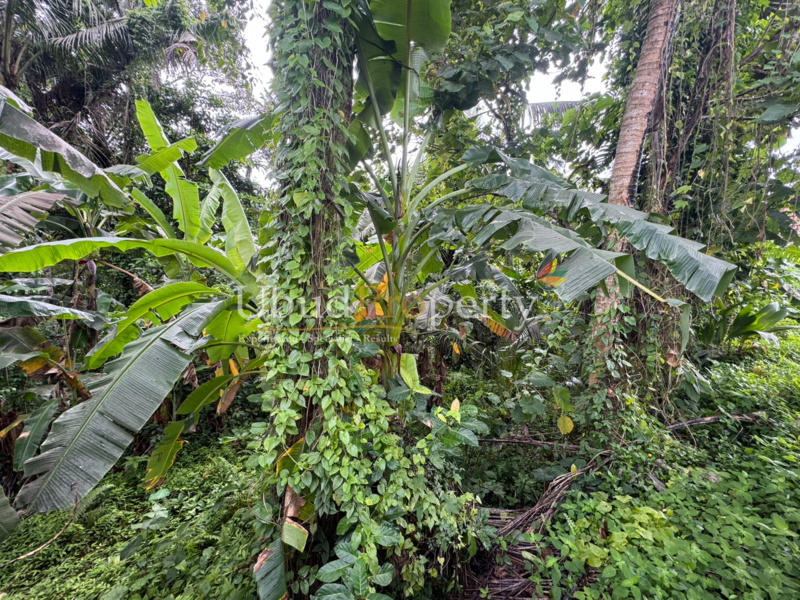 Ubud Property Land For Sale in Ubud Bali