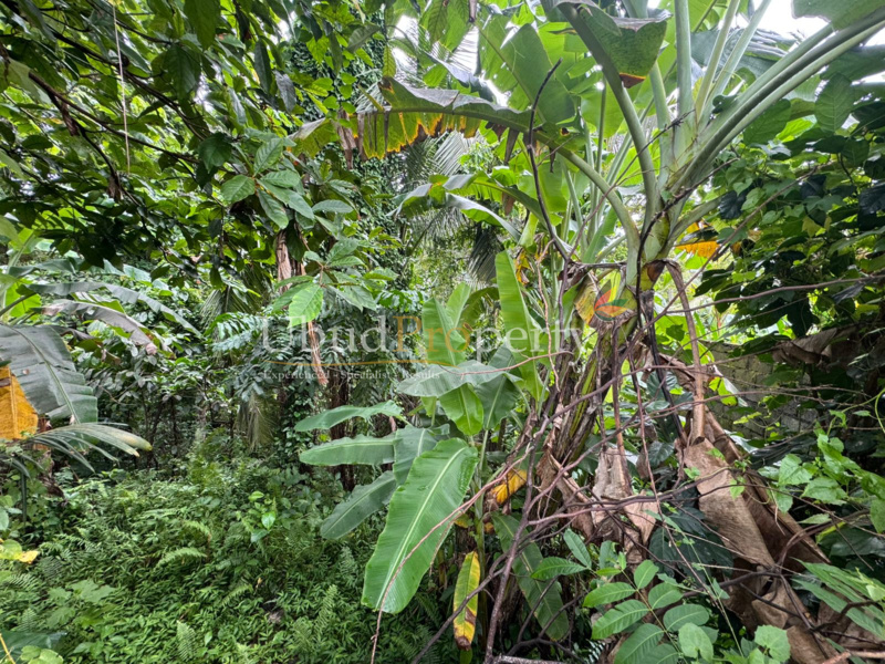 Ubud Property Land For Sale in Ubud Bali