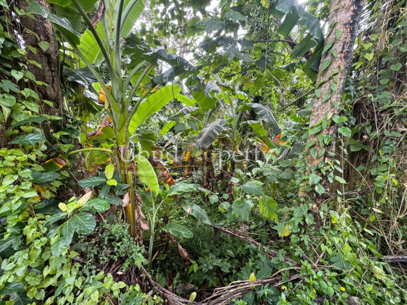 Ubud Property Land For Sale in Ubud Bali