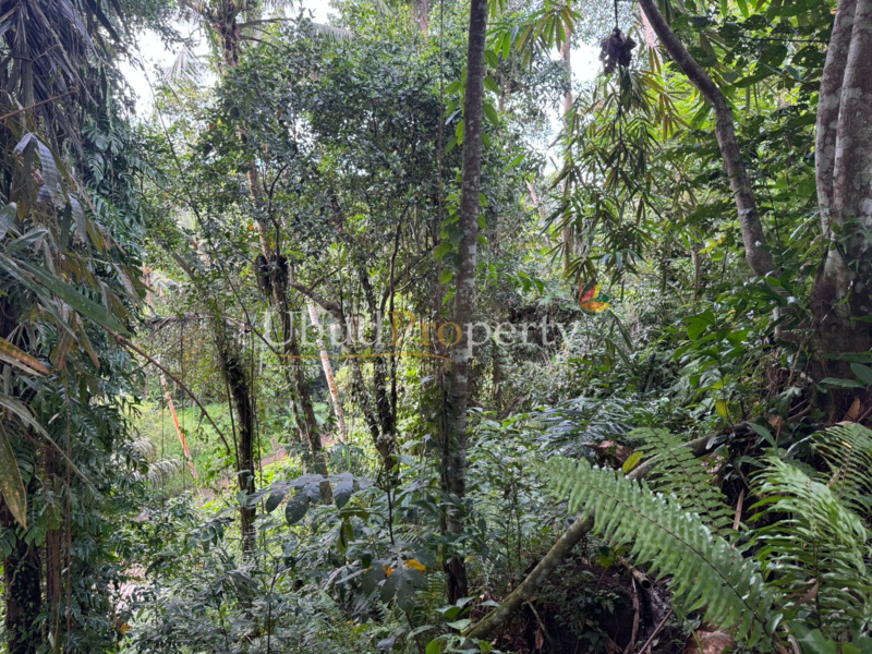 Ubud Property Land For Sale in Ubud Bali