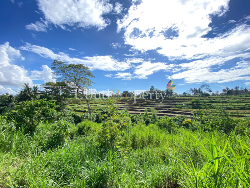 Ubud Property Land For Sale in Ubud Bali