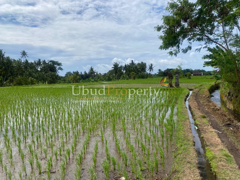 Ubud Property Land For Sale in Ubud Bali
