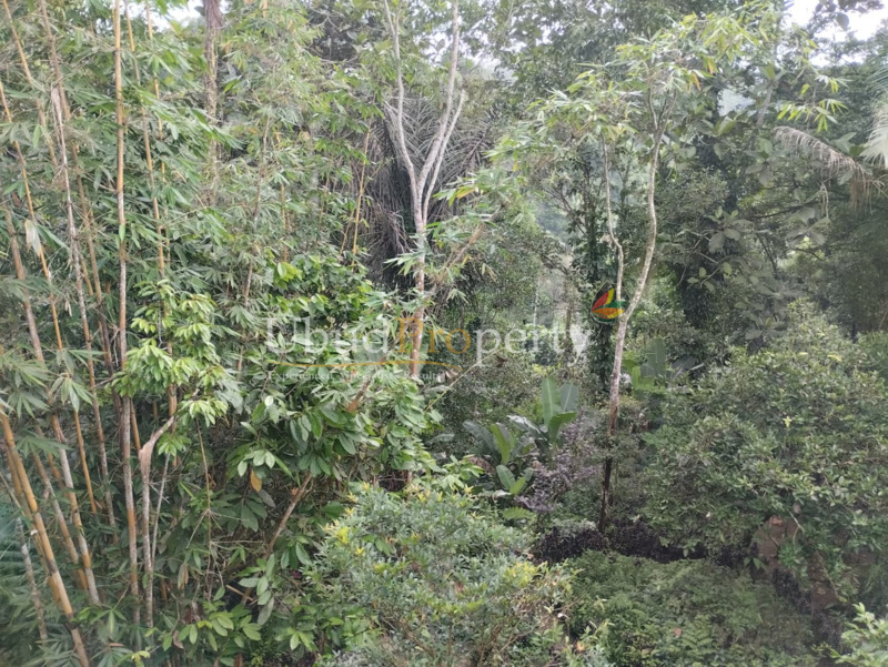 Ubud Property Land For Sale in Ubud Bali