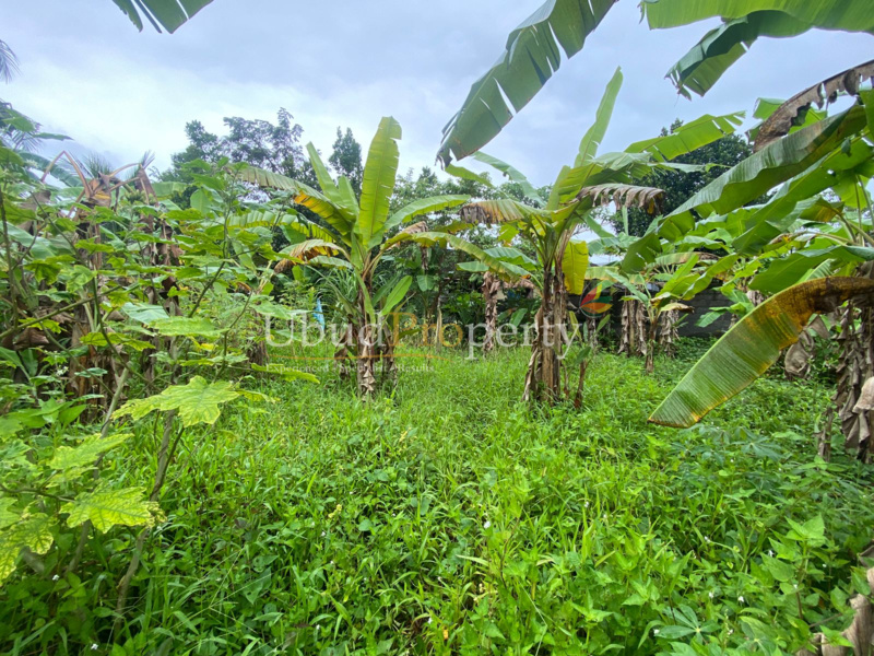 Ubud Property Land For Sale in Ubud Bali