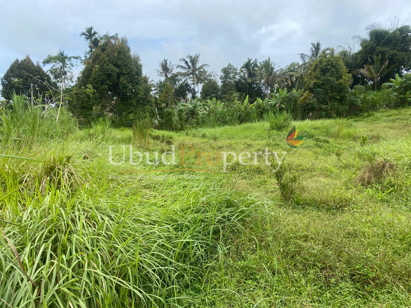 Ubud Property Land For Sale in Ubud Bali
