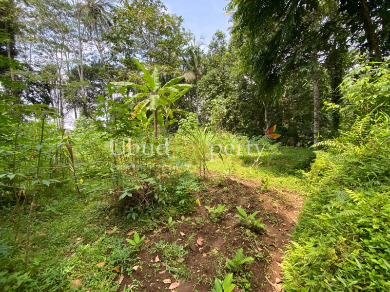 Ubud Property Land For Sale in Ubud Bali