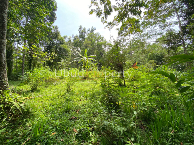 Ubud Property Land For Sale in Ubud Bali
