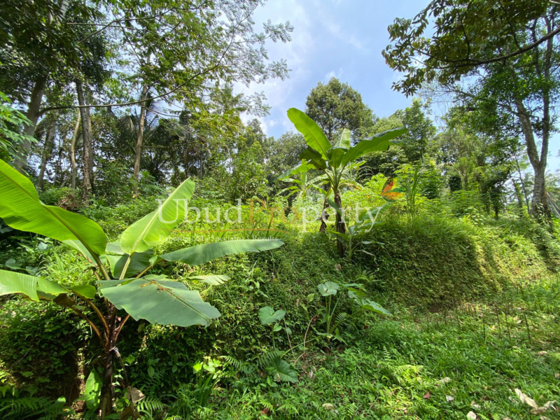 Ubud Property Land For Sale in Ubud Bali