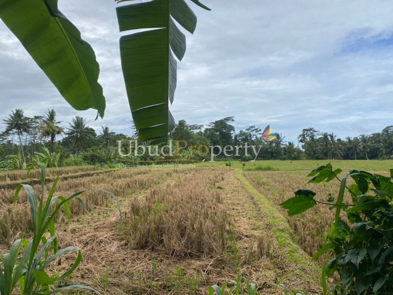 Ubud Property Land For Sale in Ubud Bali