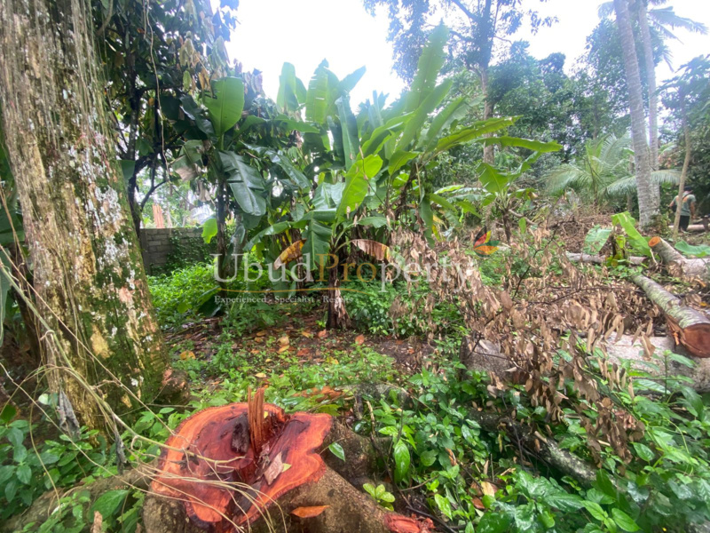Ubud Property Land For Sale in Ubud Bali