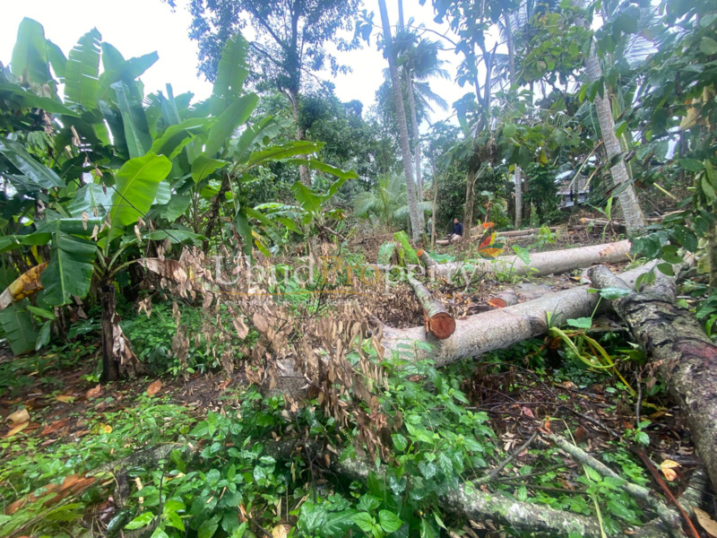 Ubud Property Land For Sale in Ubud Bali