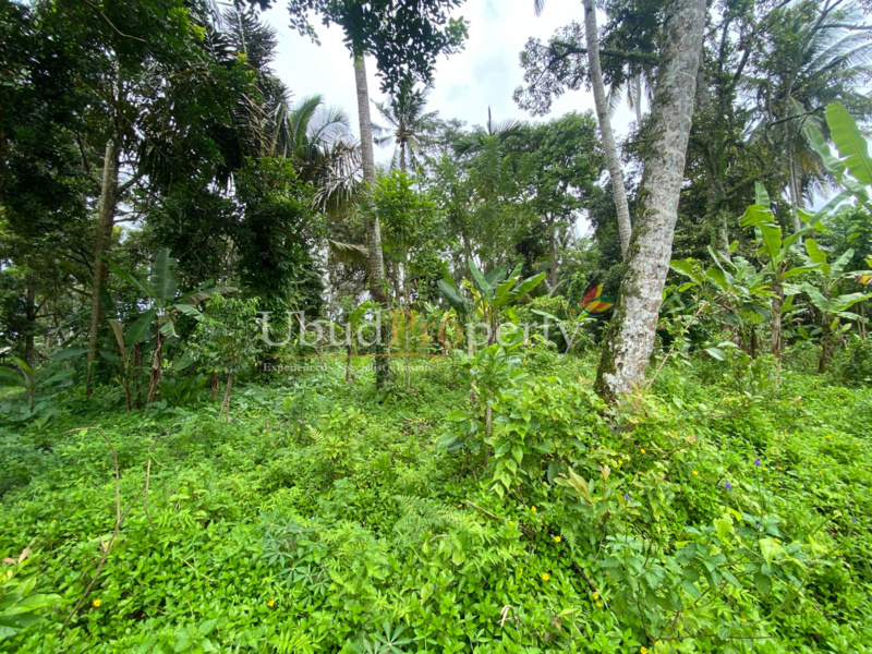Ubud Property Land For Sale in Ubud Bali