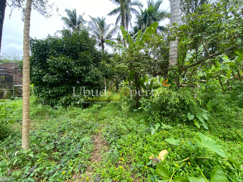 Ubud Property Land For Sale in Ubud Bali