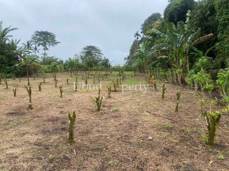 Land For Sale Freehold in Ubud Bali