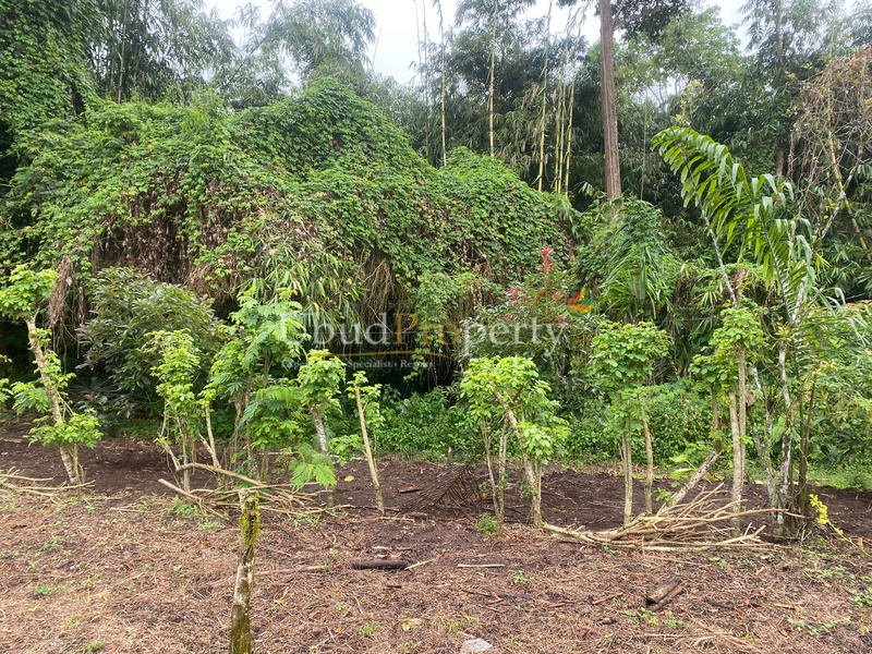 Ubud Property Land For Sale in Ubud Bali