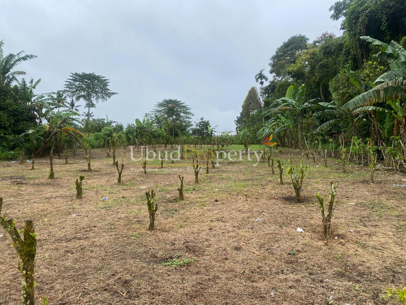 Ubud Property Land For Sale in Ubud Bali