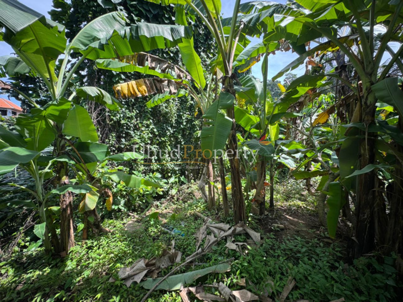 Ubud Property Land For Sale in Ubud Bali