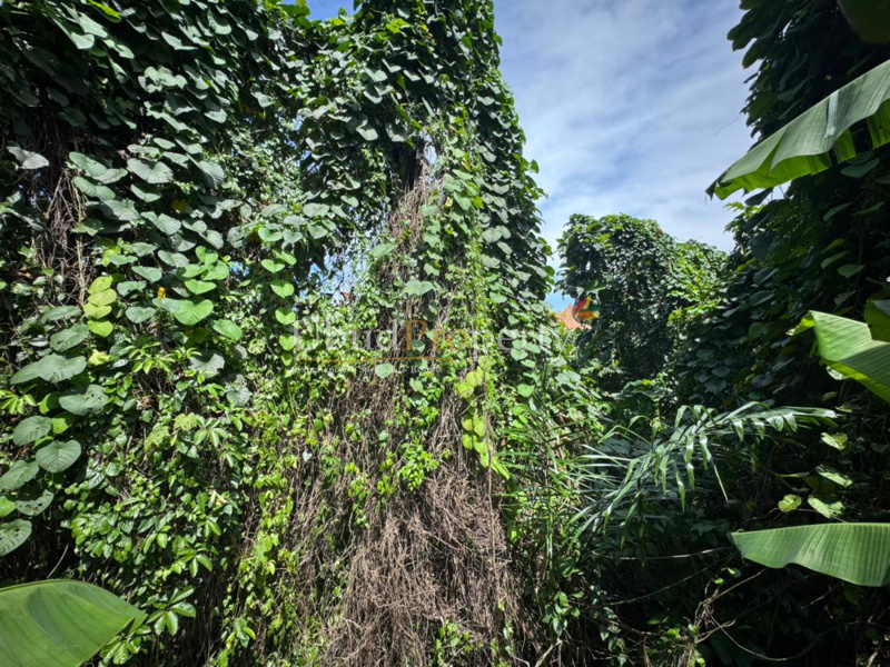 Ubud Property Land For Sale in Ubud Bali