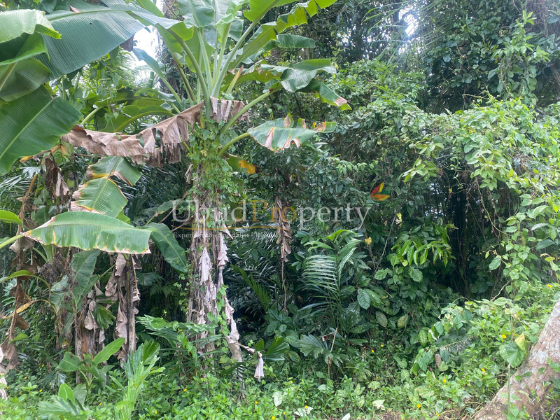 Ubud Property Land For Sale in Ubud Bali
