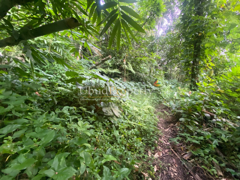 Ubud Property Land For Sale in Ubud Bali