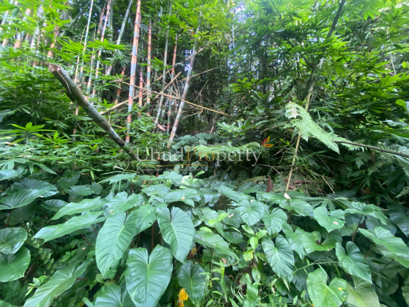 Ubud Property Land For Sale in Ubud Bali